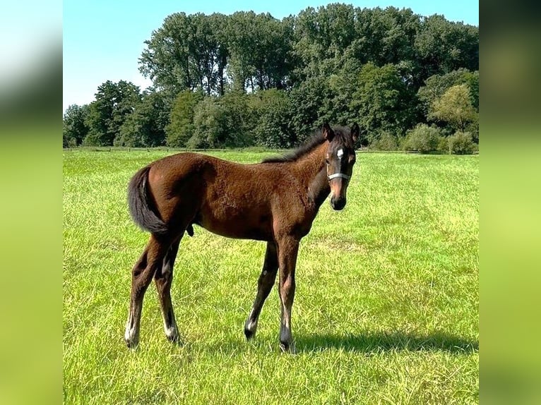 Zweibrücker Hingst Föl (04/2024) Brun in Illingen