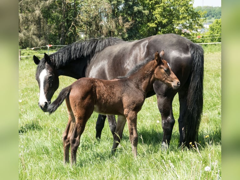 Zweibrücker Hingst Föl (04/2024) Brun in Illingen