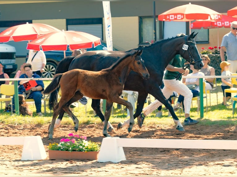 Zweibrücker Hingst Föl (04/2024) Brun in Illingen