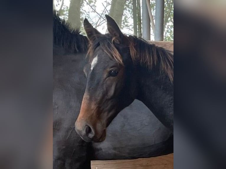 Zweibrücker Hingst Föl (04/2024) Brun in Illingen