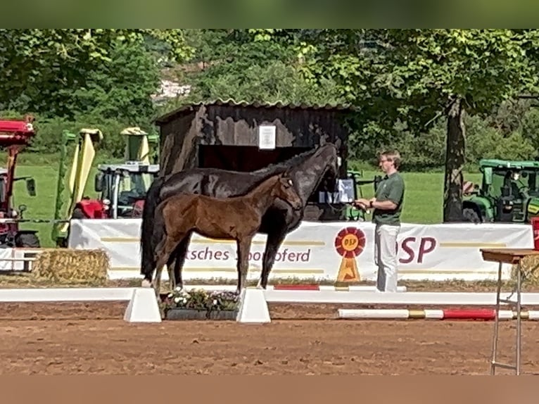 Zweibrücker Hingst Föl (04/2024) Brun in Illingen