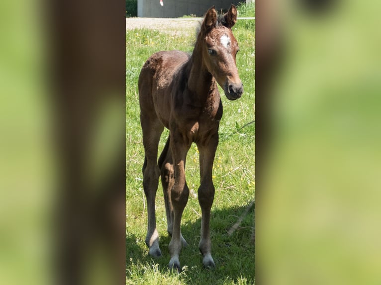 Zweibrücker Hingst Föl (04/2024) Brun in Illingen