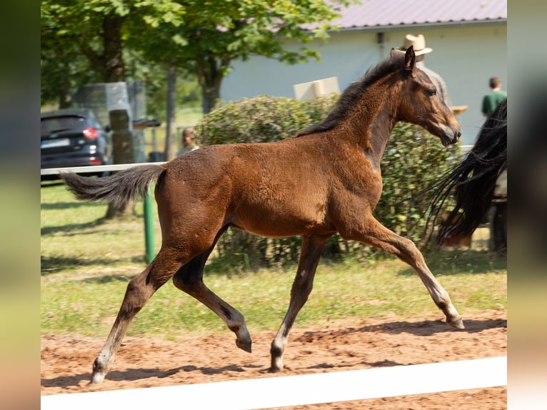 Zweibrücker Hingst Föl (04/2024) Brun in Illingen