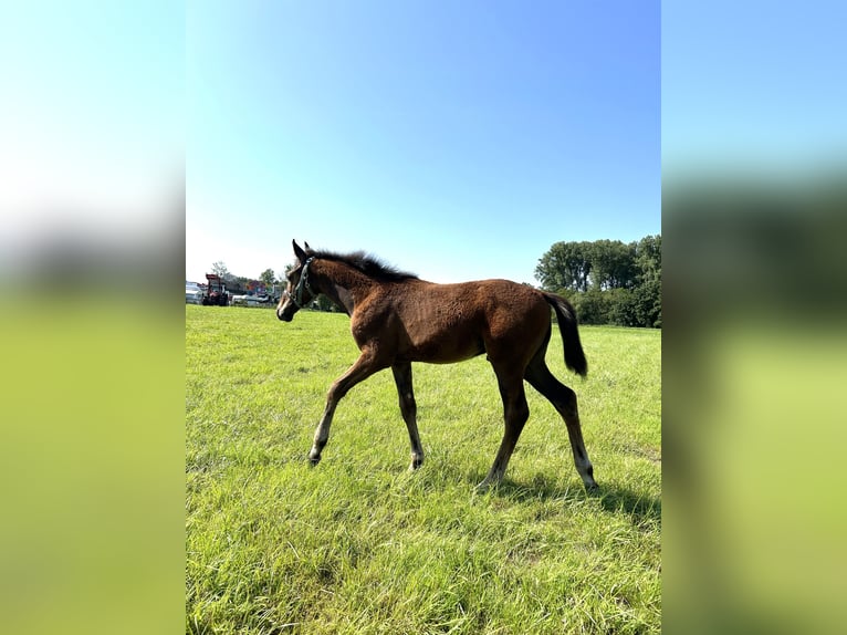 Zweibrücker Hingst Föl (04/2024) Brun in Illingen