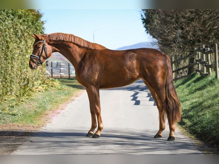 Zweibrücker Klacz 14 lat 170 cm Gniada in Hetzerath