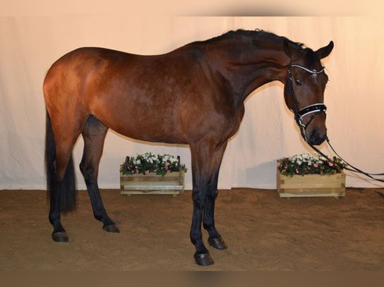 Zweibrücker Klacz 14 lat 170 cm Gniada in Hetzerath