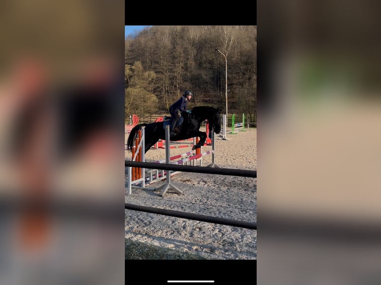 Zweibrücker Klacz 14 lat 175 cm Kara in Lemberg