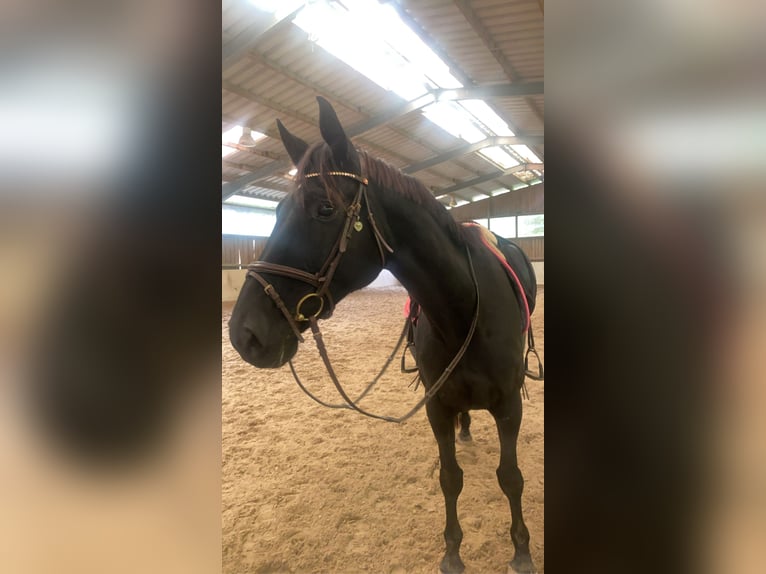 Zweibrücker Klacz 14 lat 175 cm Kara in Lemberg