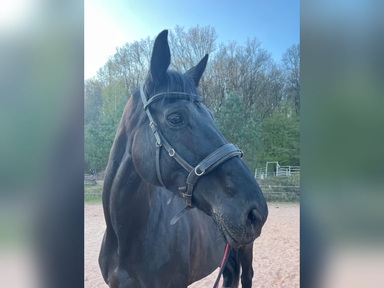 Zweibrücker Klacz 14 lat 175 cm Kara in Lemberg