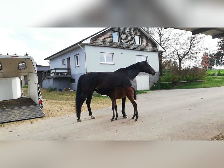 Zweibrücker Klacz 15 lat 180 cm Ciemnogniada in Amel