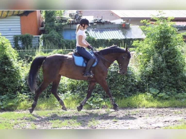 Zweibrücker Klacz 18 lat 168 cm Skarogniada in Altrip