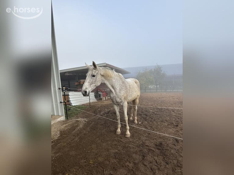 Zweibrücker Klacz 18 lat 176 cm Siwa w hreczce in Spalt