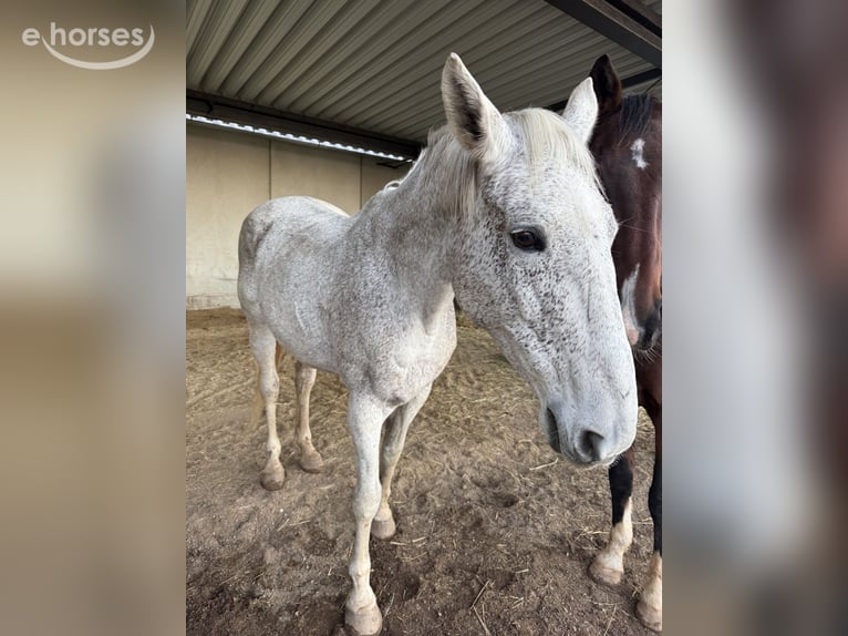 Zweibrücker Klacz 18 lat 176 cm Siwa w hreczce in Spalt