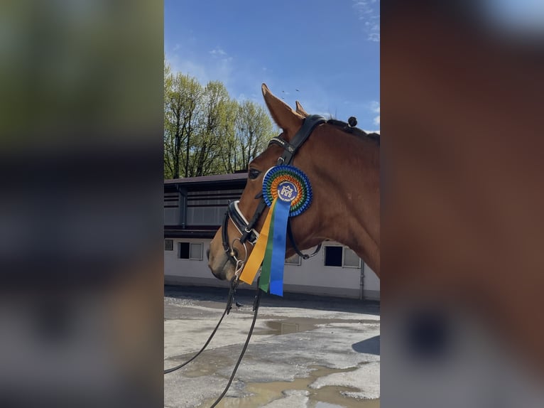 Zweibrücker Klacz 4 lat 165 cm Gniada in Osburg