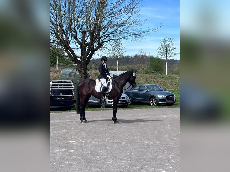 Zweibrücker Klacz 4 lat 167 cm Ciemnogniada in Völklingen