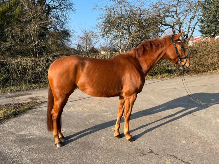 Zweibrücker Klacz 5 lat 162 cm Kasztanowata in Pirmasens