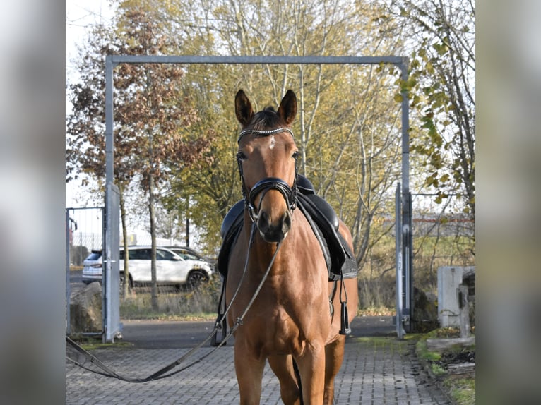 Zweibrücker Klacz 5 lat 165 cm Gniada in Osburg