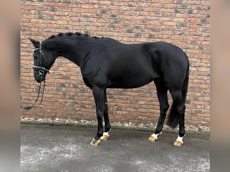 Zweibrücker Klacz 8 lat 164 cm Kara in Bonn
