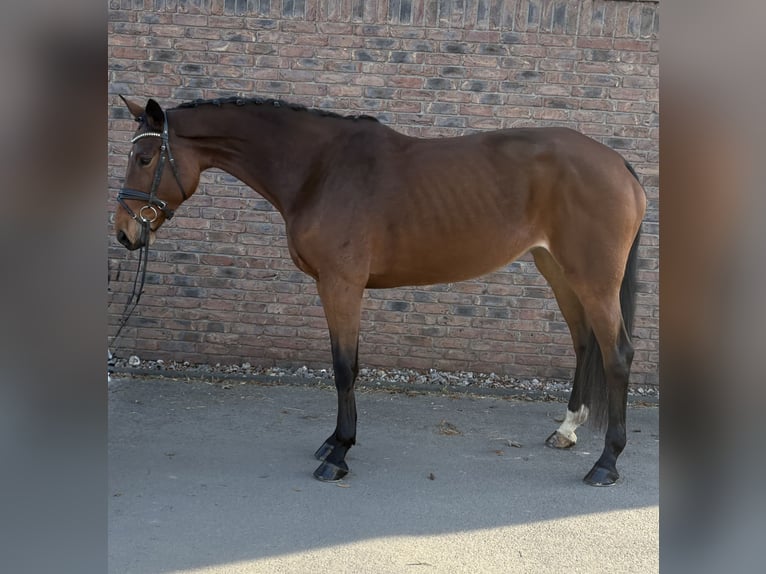 Zweibrücker Klacz 8 lat 175 cm Gniada in Niederkassel