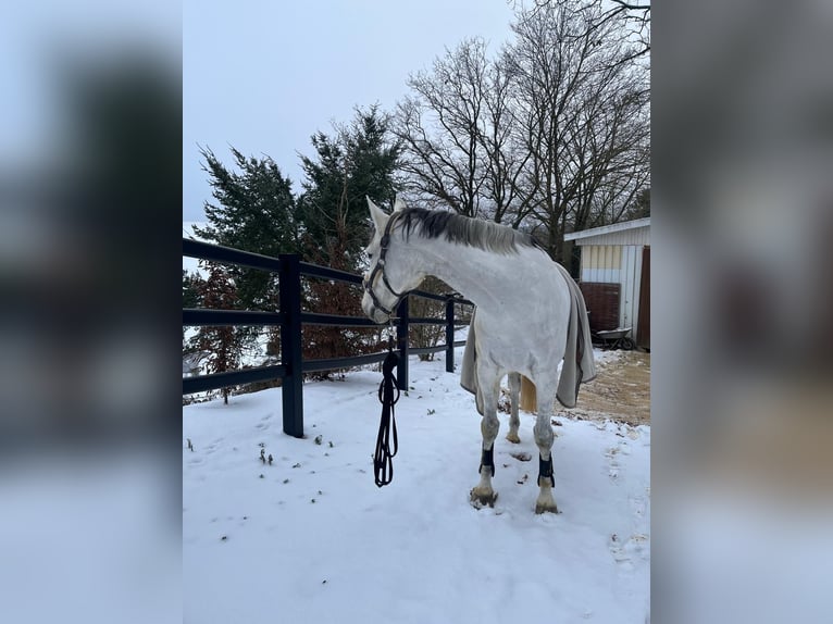 Zweibruecker Mare 12 years 15.2 hh Grey in HünstettenHünstetten