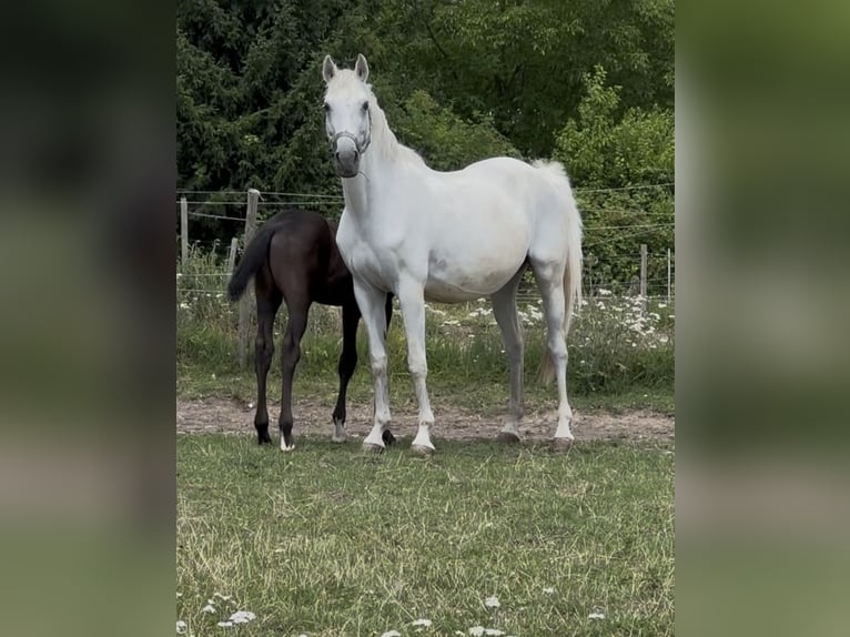 Zweibruecker Mare 12 years 15,2 hh Grey in Pillig