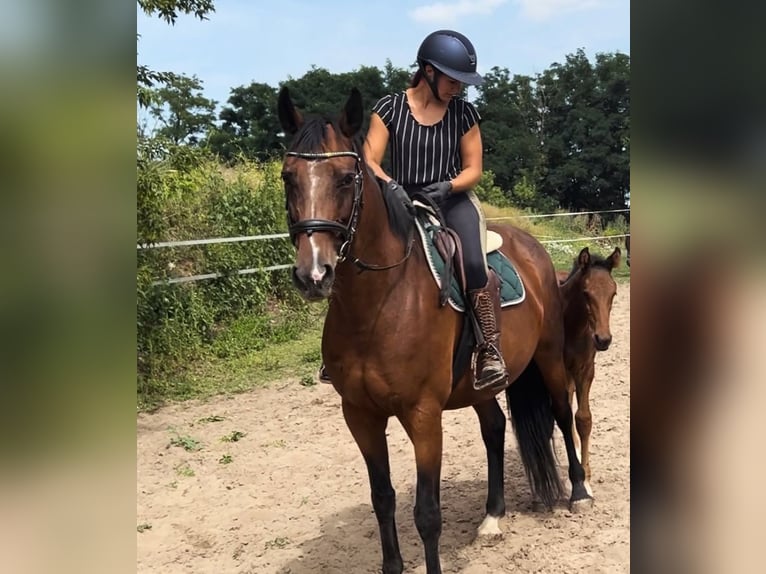 Zweibruecker Mare 12 years 16 hh Brown in Prettin