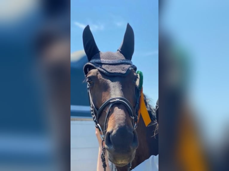 Zweibruecker Mare 12 years 16,1 hh Bay-Dark in Bad Dürkheim