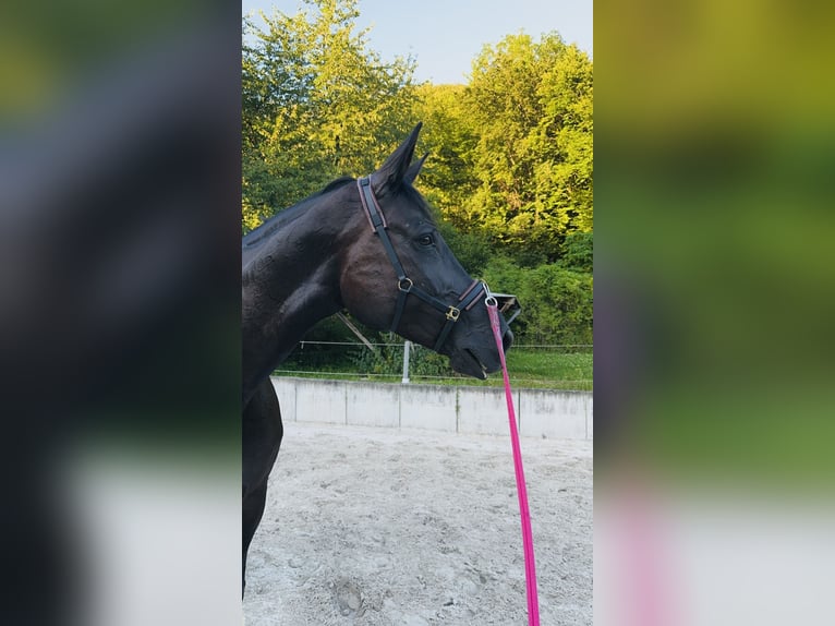 Zweibruecker Mare 12 years 17,3 hh Black in Ringgau