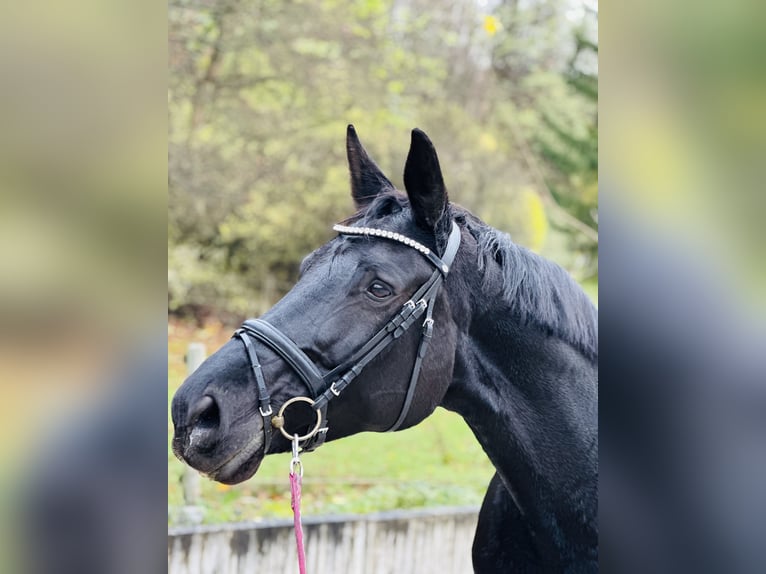 Zweibruecker Mare 12 years 17,3 hh Black in Ringgau