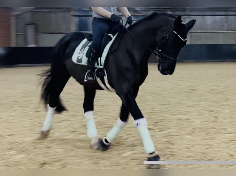 Zweibruecker Mare 12 years 17,3 hh Black in Ringgau