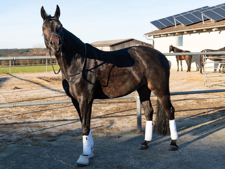 Zweibruecker Mare 13 years 16,3 hh in Bartholomä