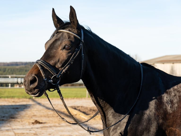 Zweibruecker Mare 13 years 16,3 hh in Bartholomä