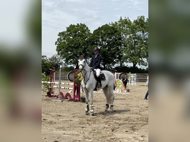 Zweibruecker Mare 13 years 16,3 hh Gray in Viernheim