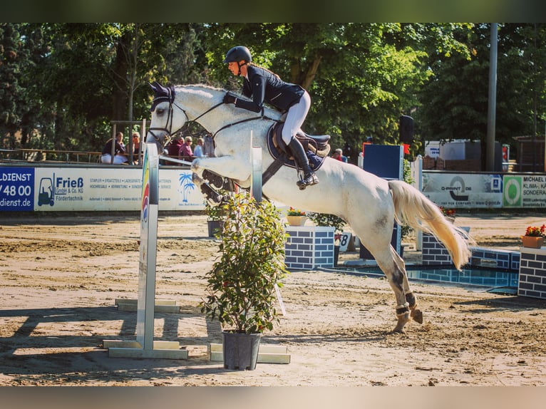 Zweibruecker Mare 13 years 16,3 hh Gray in Viernheim