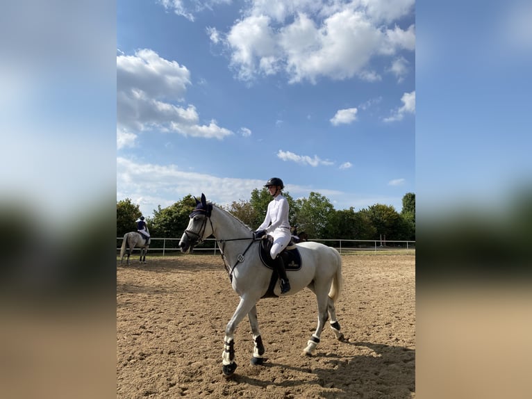 Zweibruecker Mare 13 years 16,3 hh Gray in Viernheim