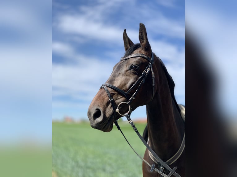 Zweibruecker Mare 13 years 16,1 hh Bay-Dark in Bad Dürkheim