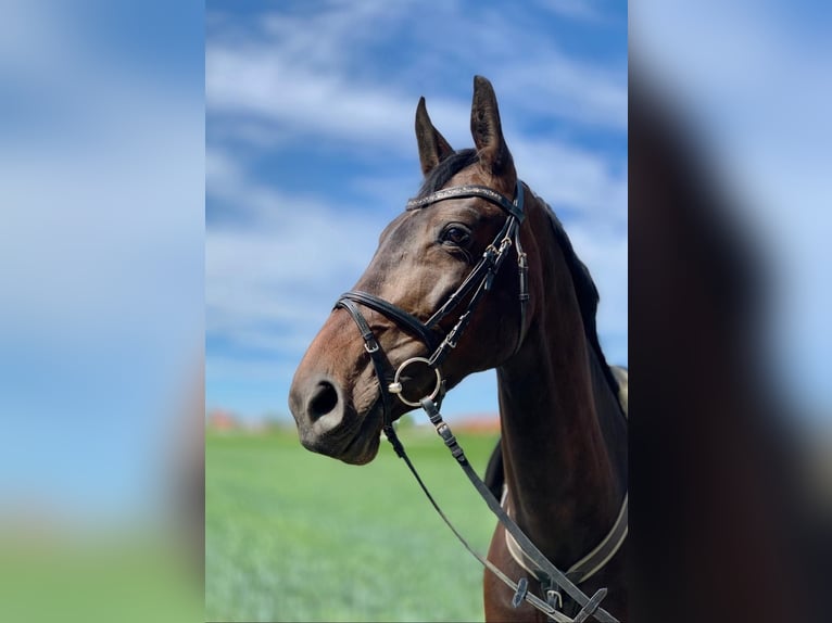 Zweibruecker Mare 13 years 16,1 hh Bay-Dark in Heidelberg