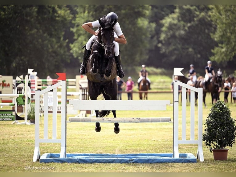 Zweibruecker Mare 13 years 16,1 hh Black in Berge