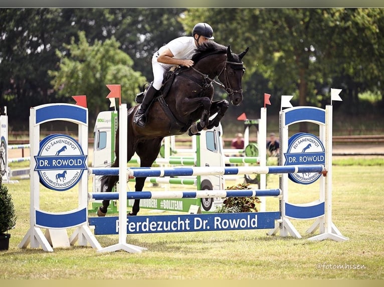 Zweibruecker Mare 13 years 16,1 hh Black in Berge
