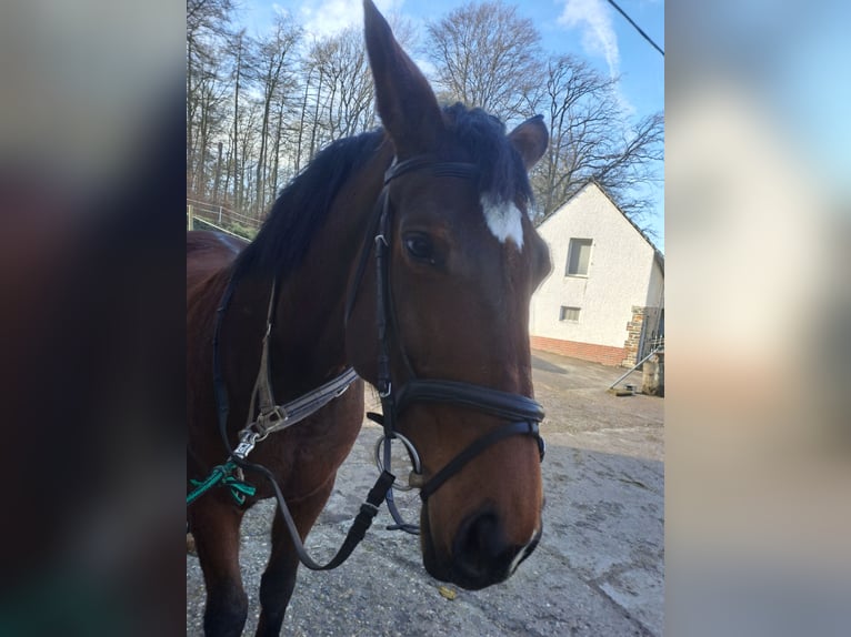 Zweibruecker Mare 13 years 16,3 hh Brown in Koblenz
