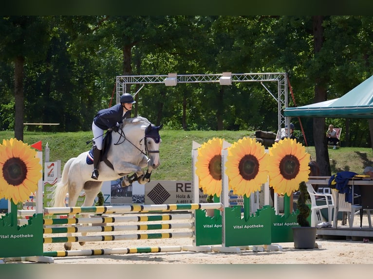 Zweibruecker Mare 13 years 17,1 hh Gray-Dapple in Vöcklabruck