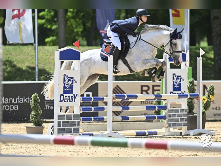 Zweibruecker Mare 13 years 17,1 hh Gray-Dapple in Vöcklabruck