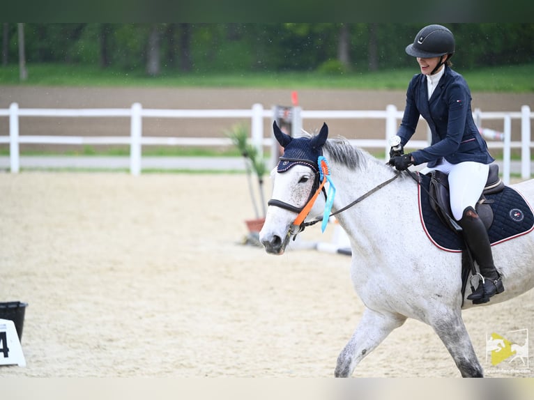 Zweibruecker Mare 13 years 17,1 hh Gray-Dapple in Vöcklabruck