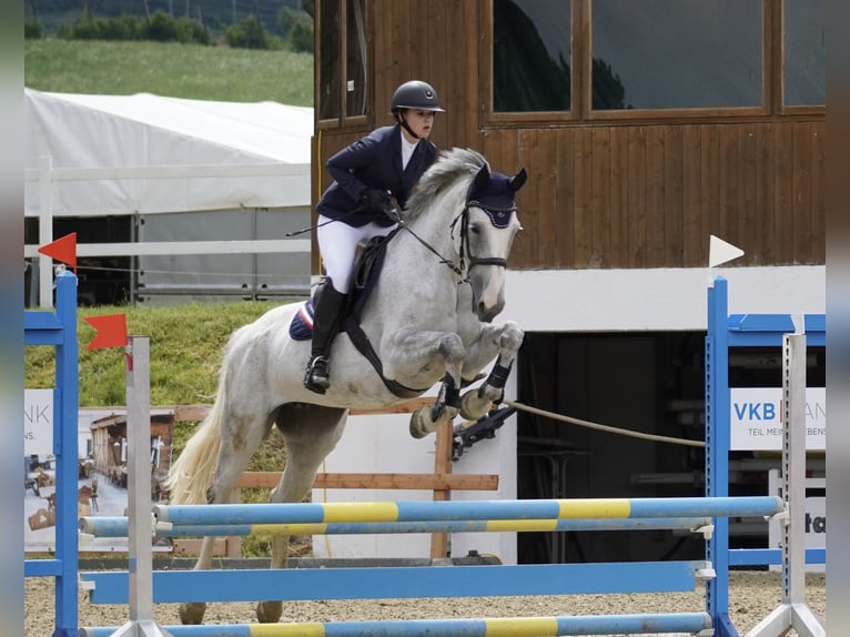 Zweibruecker Mare 13 years 17,1 hh Gray-Dapple in Vöcklabruck