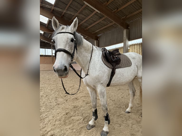 Zweibruecker Mare 13 years 17,1 hh Gray-Dapple in Vöcklabruck