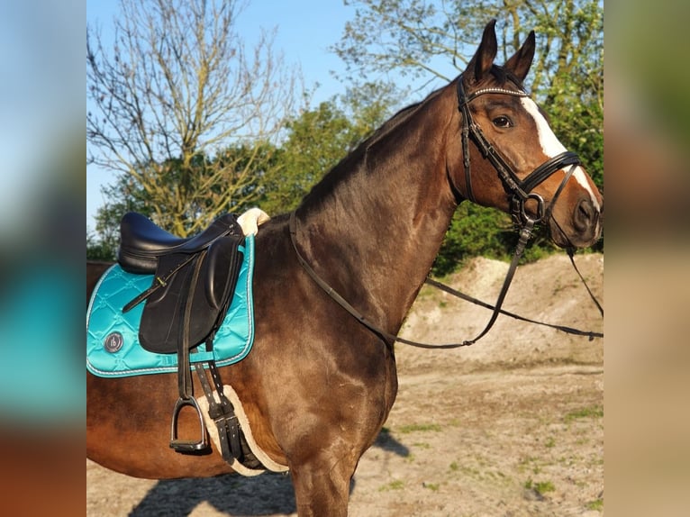Zweibruecker Mare 13 years 17 hh Brown in Aurich