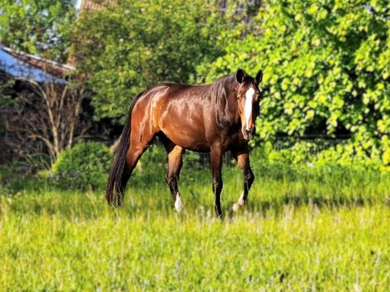 Zweibruecker Mare 13 years 17 hh Brown in Aurich
