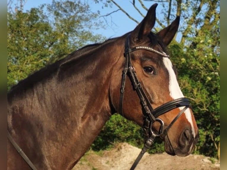 Zweibruecker Mare 13 years 17 hh Brown in Aurich