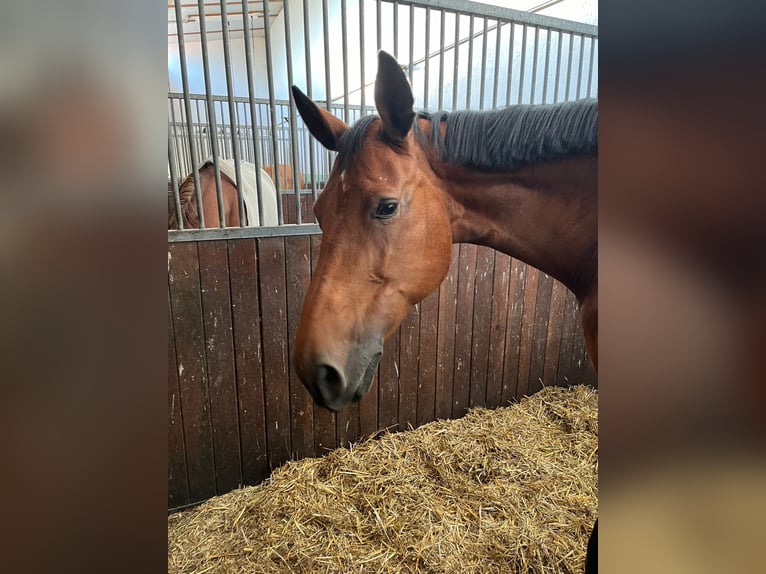 Zweibruecker Mare 13 years 17 hh Brown in Zeithain