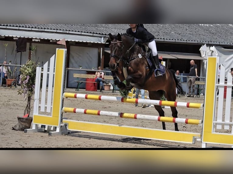 Zweibruecker Mare 14 years 16,1 hh Brown in Trippstadt